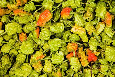 CDPR确认《巫师4》希里的配音演员也换了